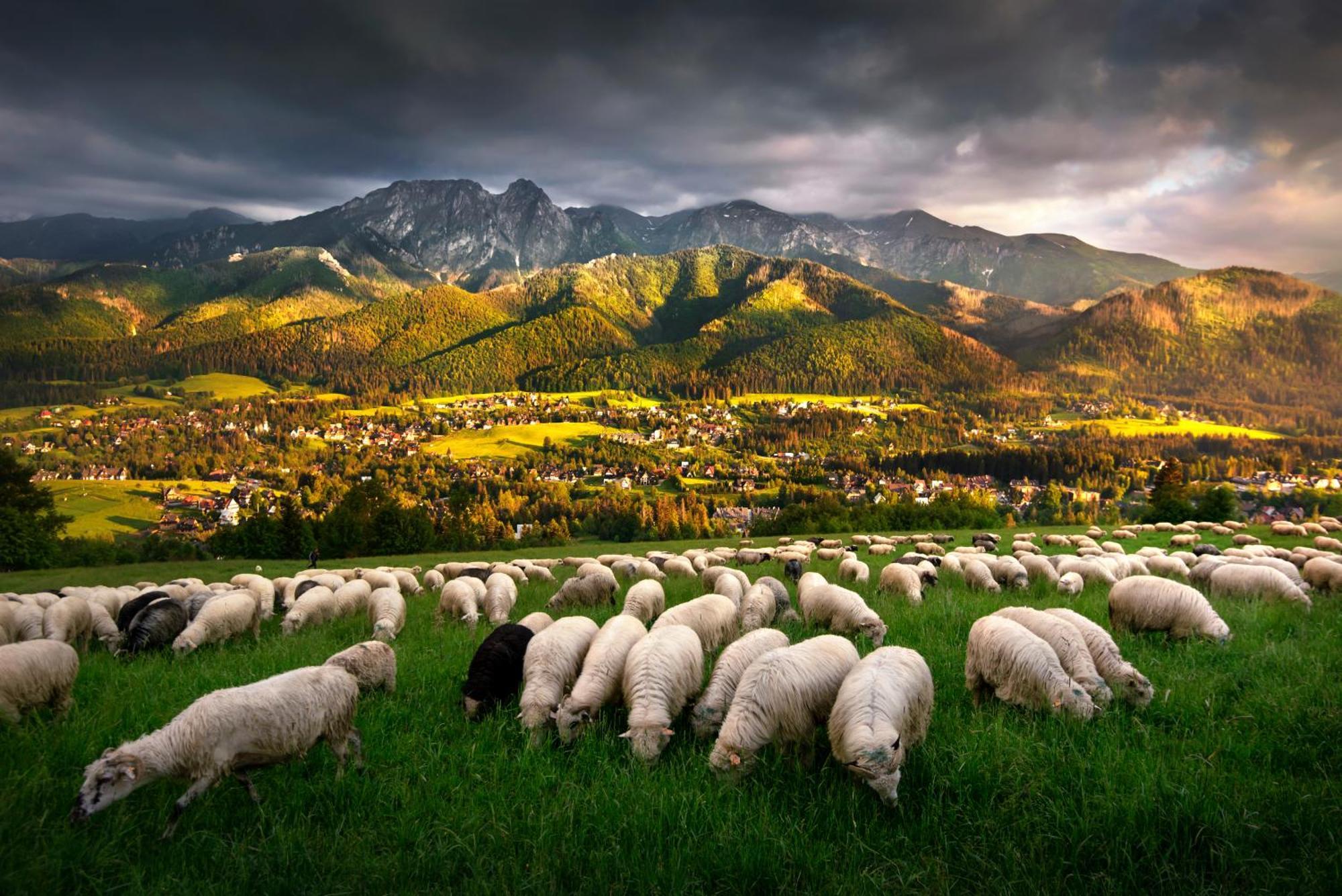 Gorska Osada Luxury Chalets Zakopane 포로닌 외부 사진